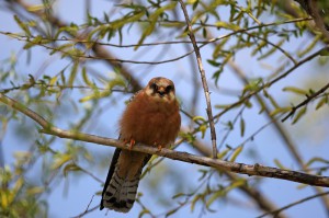 Самка кобчика (Falco vespertinus)