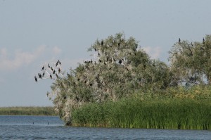 Колония больших бакланов (Phalacrocorax carbo). Обжорово.                  