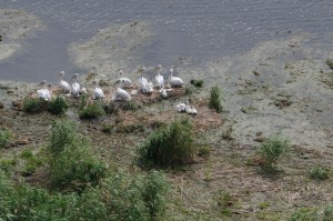 Колония пеликанов. Дамчикский участок.               