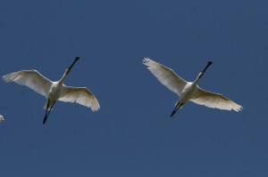 Колпицы (Platalea leucorodia)                       