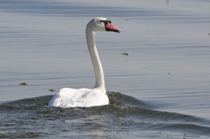 Лебедь-шипун (Cygnus olor)               
