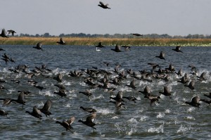 Лысухи (Fulica atra)              