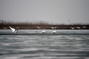 Лебеди-шипуны (Cygnus olor)                   