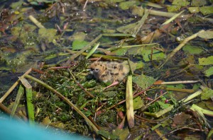 Птенец белощекой  крачки (Chlidonias hybrida)