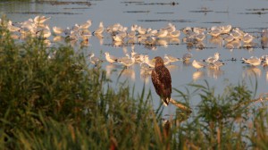 Орлан-белохвост (Haliaeetus albicilla) и озёрные чайки (Larus ridibundus)