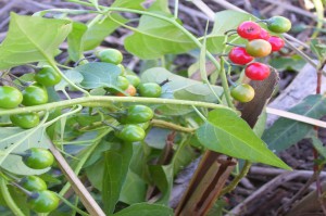 Паслен персидский (Solanum persicum)         