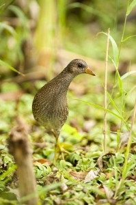 Погоныш (Porzana porzana)