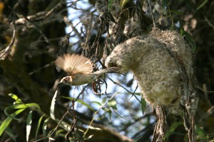Обыкновенный ремез (Remiz pendulinus)                       