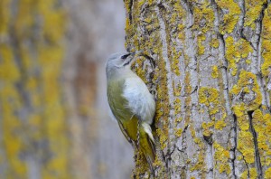 Седой дятел  (Picus canus)                  