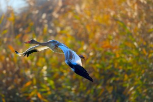 Стерх (Grus leucogeranus)