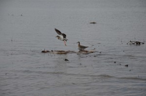 Травники (Tringa totanus)         