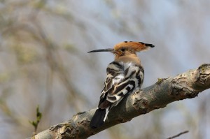 Удод (Upupa epops)           