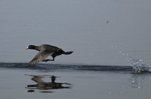 Лысуха (Fulica atra)             