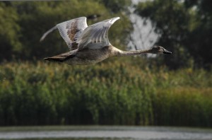   Молодой лебедь-шипун (Cygnus olor)                    