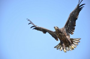 Орлан-белохвост (Haliaeetus albicilla)      