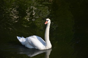 Лебедь-шипун (Cygnus olor)                  