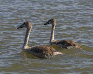   Молодой лебедь-шипун (Cygnus olor)                     