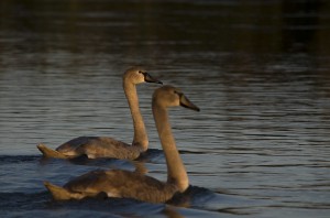   Молодой лебедь-шипун (Cygnus olor)                      