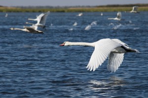 Лебеди-шипуны (Cygnus olor)                           