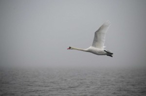 Лебедь-шипун (Cygnus olor)                      