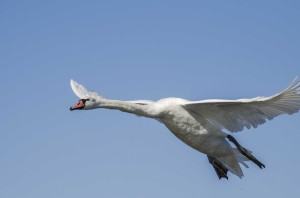Лебедь-шипун (Cygnus olor)                       