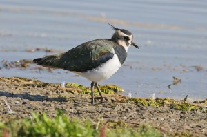 Чибис (Vanellus vanellus)               