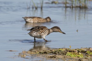 Чирок-свистунок (Anas crecca)               