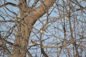 Щерноголовый щегол (Carduelis carduelis()                     