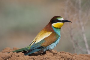 Щурка золотистая (Merops apiaster)       