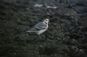 Белая трясогузка (Motacilla alba)                    