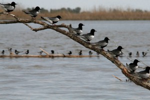 Белокрылые крачки (Chlidonias leucopterus)            