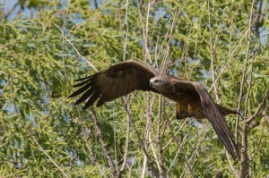 Болотный лунь (Circus aeruginosus)               