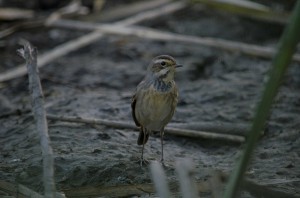 Варакушка молодая  (Luscinia svecica)                    