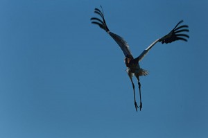 Молодой стерх (Grus leucogeranus)                