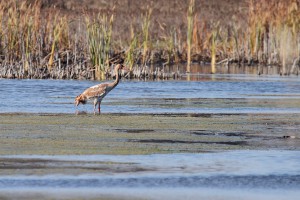 Молодой стерх (Grus leucogeranus)                 