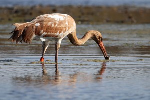 Молодой стерх (Grus leucogeranus)                  