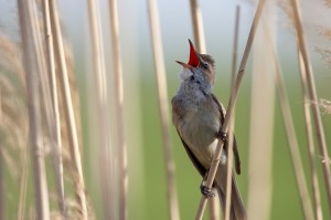 Дроздовидная камышовка (Acrocephalus arundinaceus)