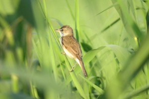 Дроздовидная камышовка (Acrocephalus arundinaceus)                       
