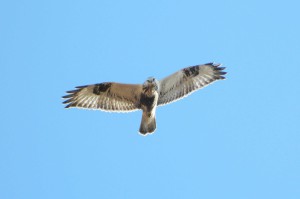 Мохноногий канюк (Buteo lagopus)                    