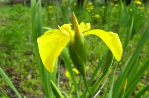 Ирис ложноаировый (Iris pseudacorus)         
