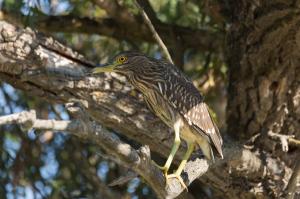 Кваква молодая (Nycticorax nycticorax).