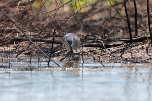 Обыкновенная кваква (Nycticorax nycticorax)                   