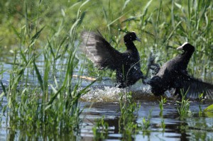 Лысухи (Fulica atra)        