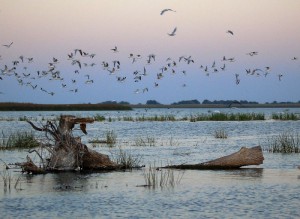 Озёрные чайки (Chroicocephalus ridibundus)