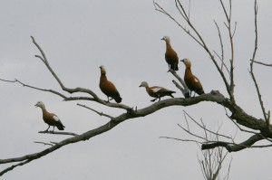 Огари (Tadorna ferruginea)