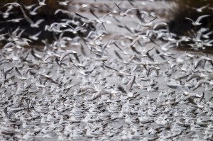 Озерные чайки (Chroicocephalus ridibundus)