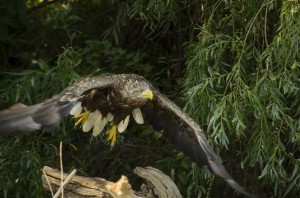 Орлан-белохвост (Haliaeetus albicilla)          