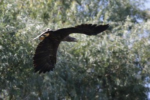 Орлан-белохвост (Haliaeetus albicilla)                             