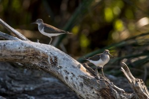 Перевозчики (Actitis hypoleucos)