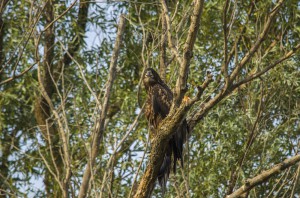 Орлан-белохвост (Haliaeetus albicilla)                    